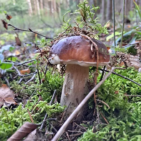 Lesny Reset * Mrągowo