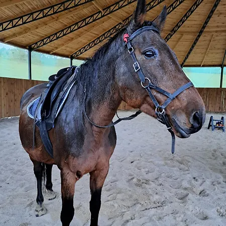 Holiday home Lesny Reset *