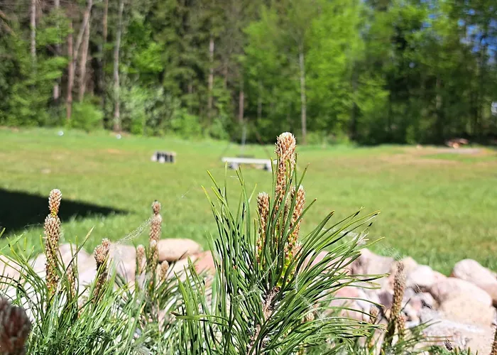 Lesny Reset مارونجوفو